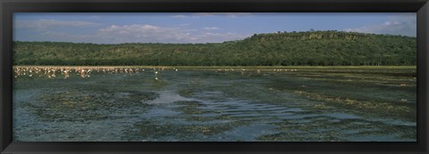 Framed Flock of flamingos in a lake, Lake Nakuru, Great Rift Valley, Lake Nakuru National Park, Kenya Print