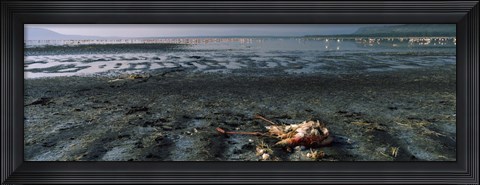 Framed Dead flamingo at the lakeside, Lake Nakuru, Great Rift Valley, Lake Nakuru National Park, Kenya Print