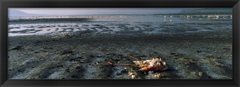 Framed Dead flamingo at the lakeside, Lake Nakuru, Great Rift Valley, Lake Nakuru National Park, Kenya Print