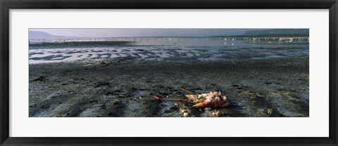 Framed Dead flamingo at the lakeside, Lake Nakuru, Great Rift Valley, Lake Nakuru National Park, Kenya Print