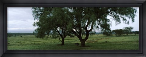 Framed Trees on a landscape, Lake Nakuru National Park, Great Rift Valley, Kenya Print