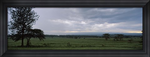 Framed Lake Nakuru National Park, Great Rift Valley, Kenya Print