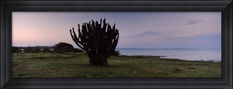 Framed Silhouette of a cactus at the lakeside, Lake Victoria, Great Rift Valley, Kenya Print