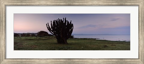 Framed Silhouette of a cactus at the lakeside, Lake Victoria, Great Rift Valley, Kenya Print