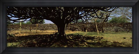 Framed Trees in a field with a stone wall in the background, Thimlich Ohinga, Lake Victoria, Great Rift Valley, Kenya Print