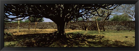 Framed Trees in a field with a stone wall in the background, Thimlich Ohinga, Lake Victoria, Great Rift Valley, Kenya Print