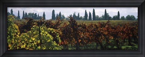 Framed Vineyards with trees in the background, Apennines, Emilia-Romagna, Italy Print