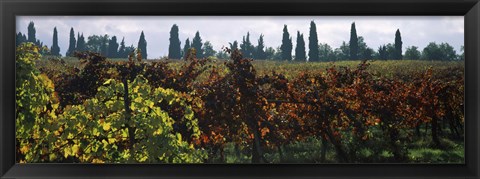 Framed Vineyards with trees in the background, Apennines, Emilia-Romagna, Italy Print