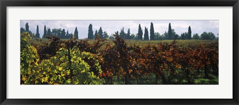 Framed Vineyards with trees in the background, Apennines, Emilia-Romagna, Italy Print