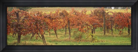 Framed Vineyard on a landscape, Apennines, Emilia-Romagna, Italy Print