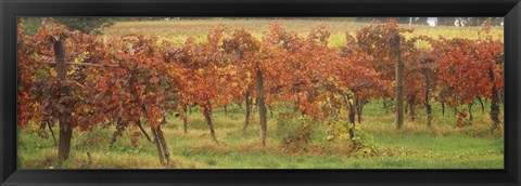 Framed Vineyard on a landscape, Apennines, Emilia-Romagna, Italy Print