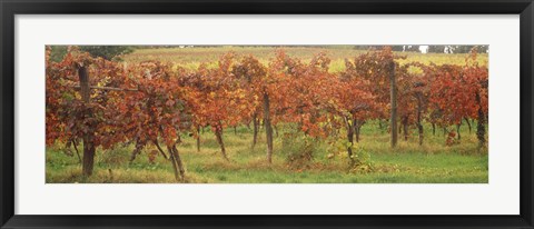 Framed Vineyard on a landscape, Apennines, Emilia-Romagna, Italy Print