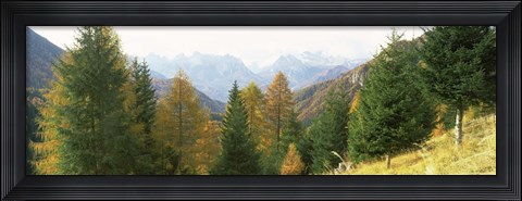 Framed Larch trees with a mountain range in the background, Dolomites, Cadore, Province of Belluno, Veneto, Italy Print