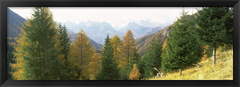 Framed Larch trees with a mountain range in the background, Dolomites, Cadore, Province of Belluno, Veneto, Italy Print