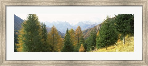 Framed Larch trees with a mountain range in the background, Dolomites, Cadore, Province of Belluno, Veneto, Italy Print