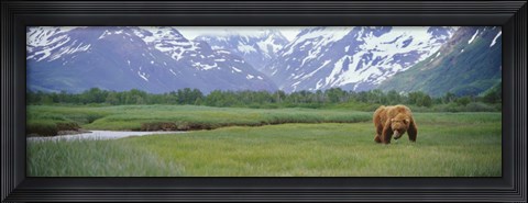 Framed Grizzly bear grazing in a field, Kukak Bay, Katmai National Park, Alaska Print