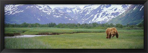 Framed Grizzly bear grazing in a field, Kukak Bay, Katmai National Park, Alaska Print