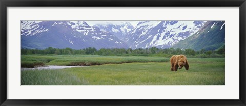 Framed Grizzly bear grazing in a field, Kukak Bay, Katmai National Park, Alaska Print