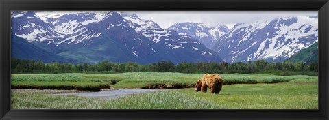 Framed Kukak Bay, Katmai National Park, Alaska Print