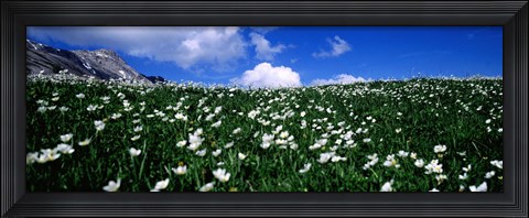 Framed White flowers in a field, French Riviera, Provence-Alpes-Cote d&#39;Azur, France Print