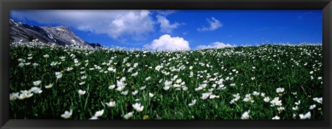 Framed White flowers in a field, French Riviera, Provence-Alpes-Cote d&#39;Azur, France Print