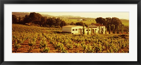 Framed Farmhouses in a vineyard, Penedes, Catalonia, Spain Print