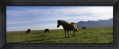 Framed Icelandic horses in a field, Svinafell, Iceland Print