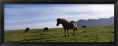 Framed Icelandic horses in a field, Svinafell, Iceland Print