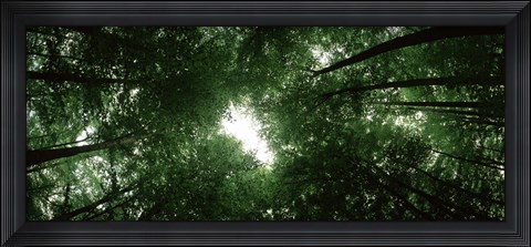 Framed View of Sky through Beech trees, Germany Print