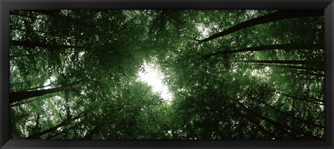 Framed View of Sky through Beech trees, Germany Print