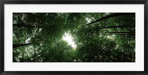 Framed View of Sky through Beech trees, Germany Print