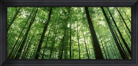 Framed Low angle view of beech trees, Baden-Wurttemberg, Germany Print