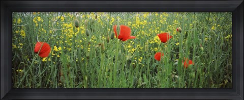 Framed Poppies blooming in oilseed rape (Brassica napus) field, Baden-Wurttemberg, Germany Print