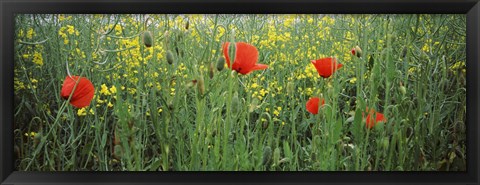 Framed Poppies blooming in oilseed rape (Brassica napus) field, Baden-Wurttemberg, Germany Print