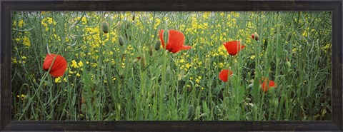 Framed Poppies blooming in oilseed rape (Brassica napus) field, Baden-Wurttemberg, Germany Print