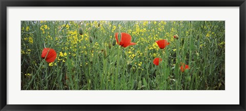 Framed Poppies blooming in oilseed rape (Brassica napus) field, Baden-Wurttemberg, Germany Print