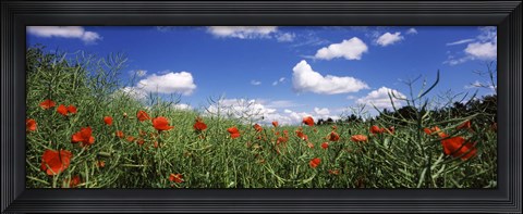 Framed Red poppies blooming in a field, Baden-Wurttemberg, Germany Print
