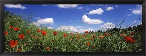 Framed Red poppies blooming in a field, Baden-Wurttemberg, Germany Print