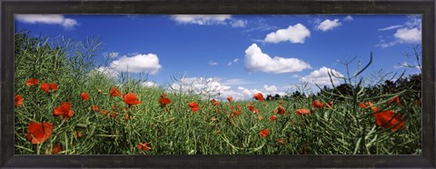Framed Red poppies blooming in a field, Baden-Wurttemberg, Germany Print