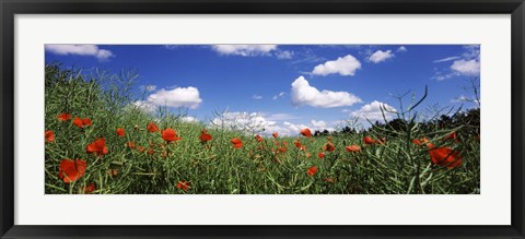 Framed Red poppies blooming in a field, Baden-Wurttemberg, Germany Print