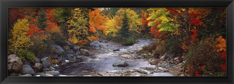 Framed Stream with trees in a forest in autumn, Nova Scotia, Canada Print