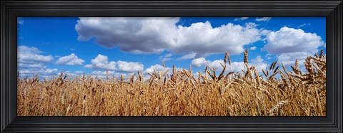 Framed Wheat crop growing in a field, near Edmonton, Alberta, Canada Print