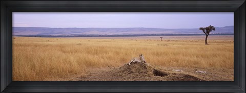 Framed Cheetah (Acinonyx jubatus) sitting on a mound looking back, Masai Mara National Reserve, Kenya Print