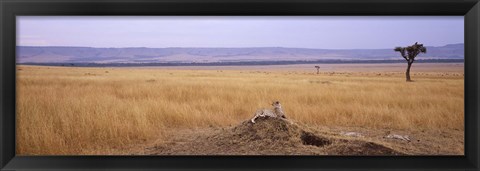 Framed Cheetah (Acinonyx jubatus) sitting on a mound looking back, Masai Mara National Reserve, Kenya Print