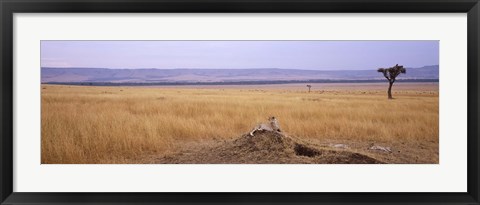 Framed Cheetah (Acinonyx jubatus) sitting on a mound looking back, Masai Mara National Reserve, Kenya Print