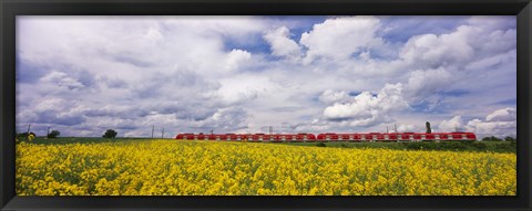 Framed Commuter train passing through oilseed rape (Brassica napus) fields, Baden-Wurttemberg, Germany Print