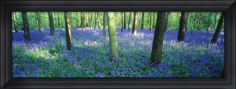 Framed Bluebells in a forest, Charfield, Gloucestershire, England Print