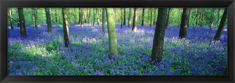 Framed Bluebells in a forest, Charfield, Gloucestershire, England Print