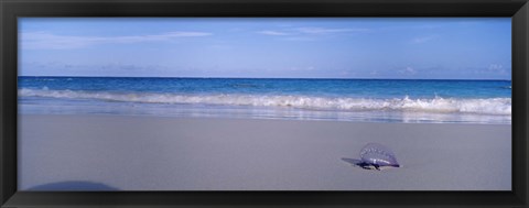 Framed Portuguese Man-Of-War (Physalia physalis) on the beach, Bermuda Print