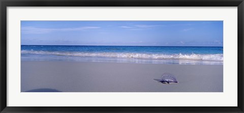 Framed Portuguese Man-Of-War (Physalia physalis) on the beach, Bermuda Print
